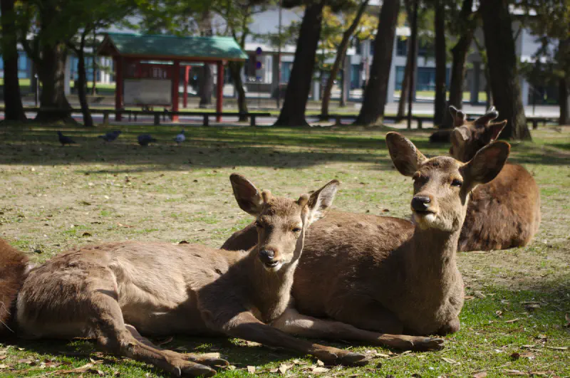 Cerfs de Nara